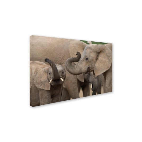 Robert Harding Picture Library 'Elephants 1' Canvas Art,22x32